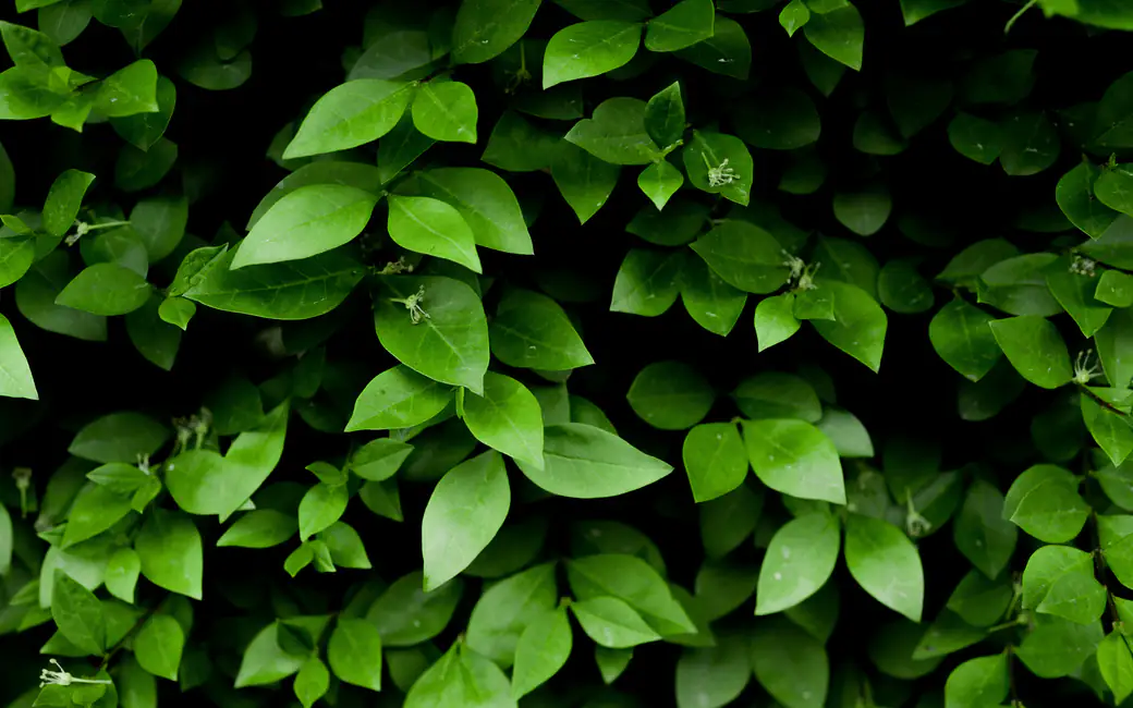 Close-Up of Green Leaves and Bush — desktop and phone wallpaper, free download