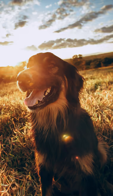 Animals wallpapers: dog, smile, sunset, field