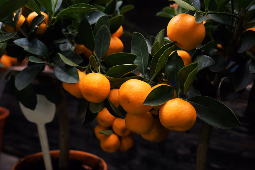Mandarins on a Garden Branch — desktop and phone wallpaper, free download
