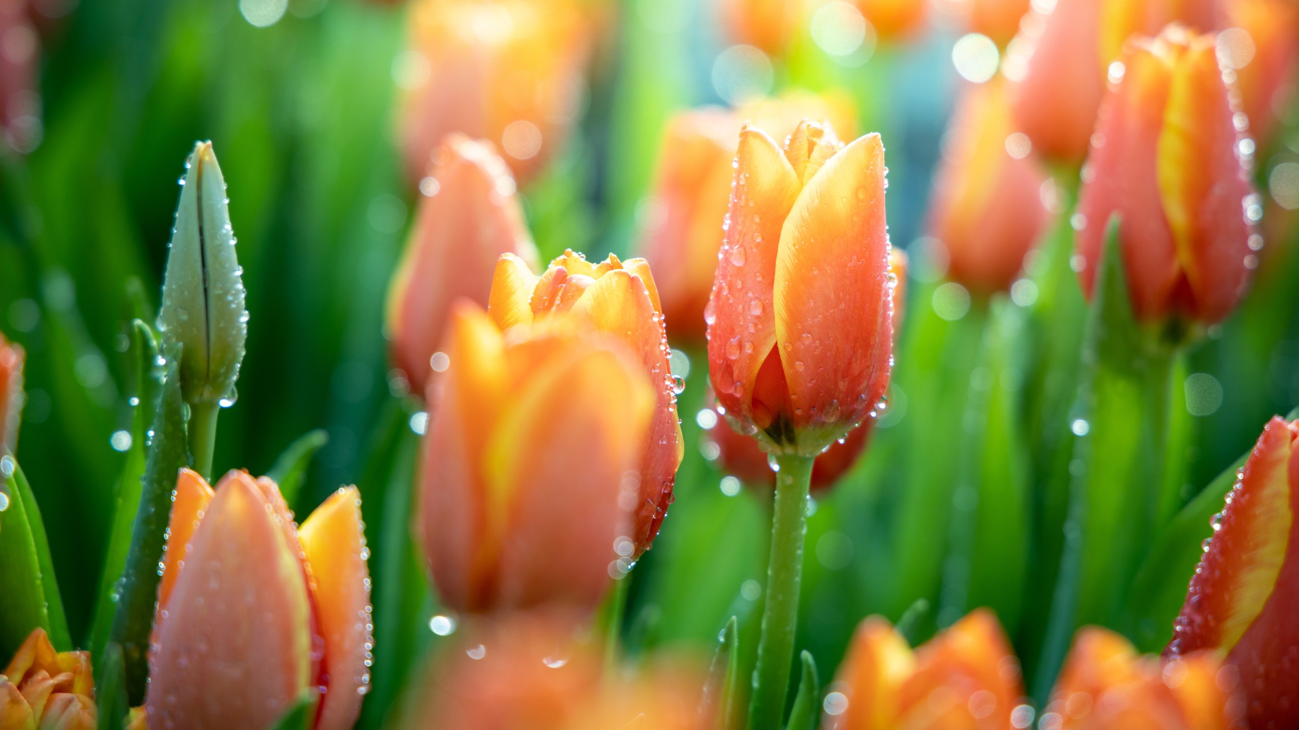 Orange tulips in the morning dew - 2K Quad HD wallpapers in 2560x1440 resolution