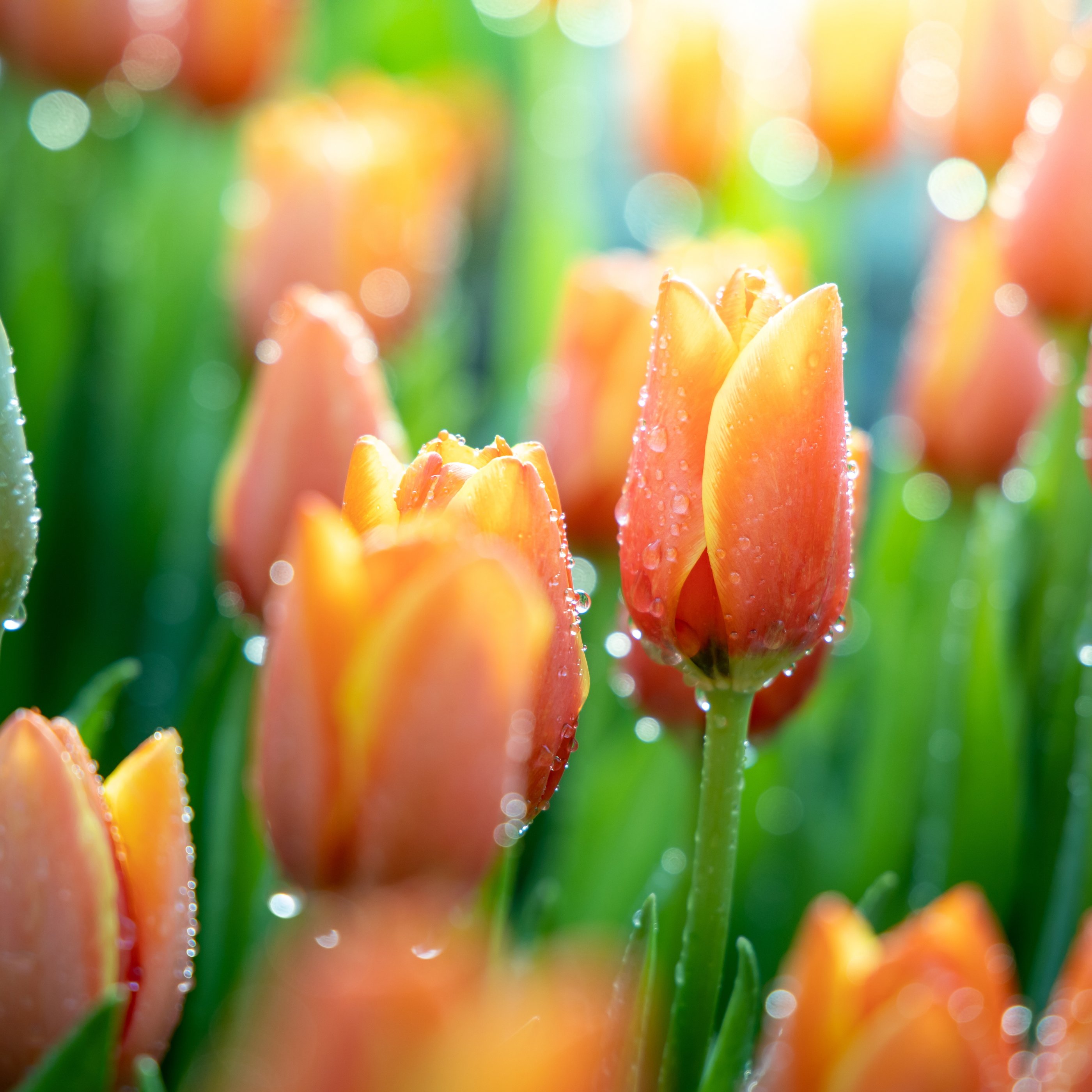 Orange tulips in the morning dew - Wallpapers for Samsung Galaxy Tab S9+ in 2800x2800 resolution