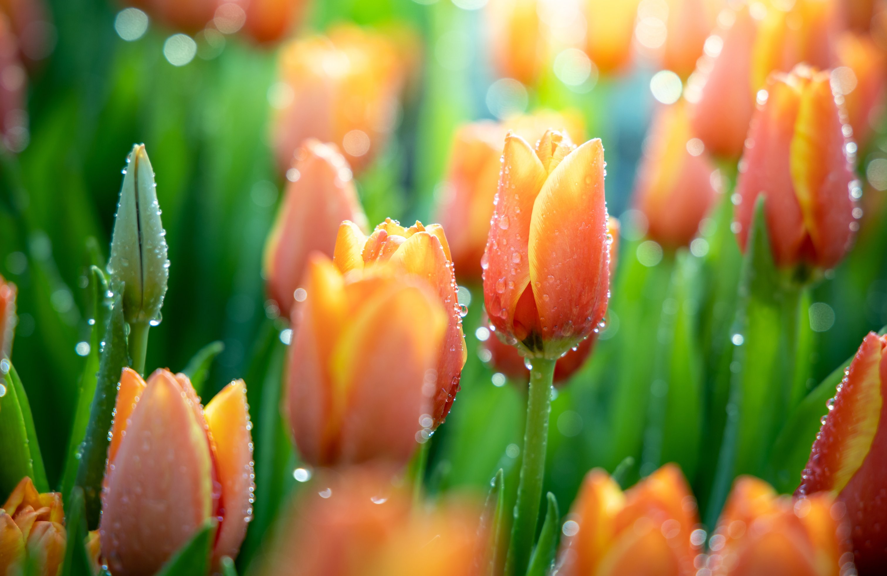 Orange tulips in the morning dew - Wallpapers for Apple MacBook 14.2″ in 3024x1964 resolution