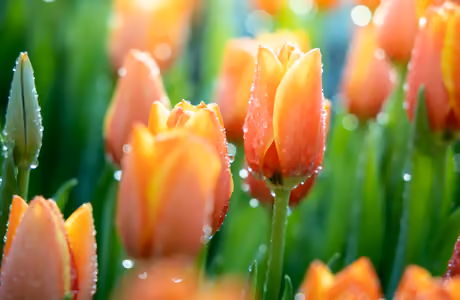 WSVGA Dew wallpapers (1024x600): tulip, dew, garden, spring