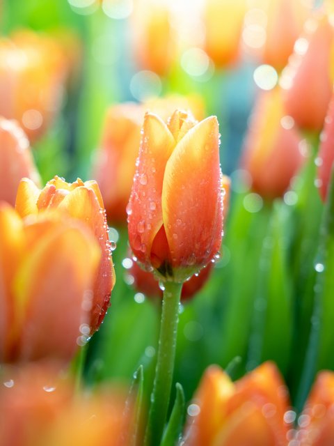 Orange tulips in the morning dew - Wallpapers for HTC/BlackBerry in 480x640 resolution