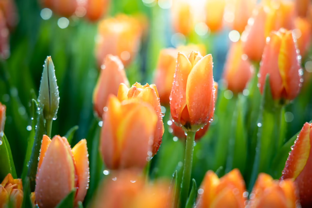 Orange tulips in the morning dew - Wallpapers for Samsung, HTC, Sony in 540x960 resolution