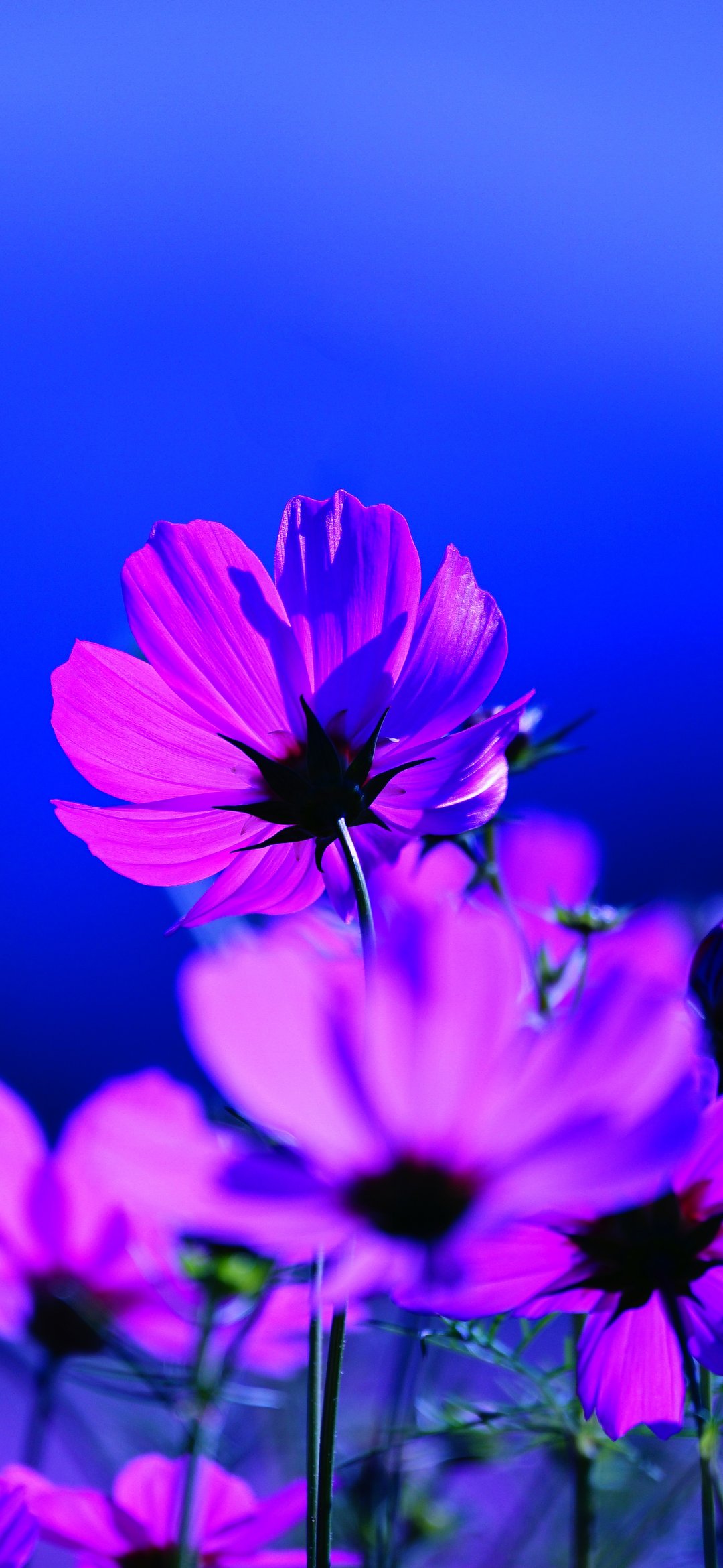 Purple Flowers in Spring Meadow - Wallpapers for iPhone 12 mini/13 mini, Samsung Galaxy S24/S24 FE/S25/S25 FE/S26/A55/A56/A35/A26/A16/M15, Xiaomi, Sony Xperia in 1080x2340 resolution