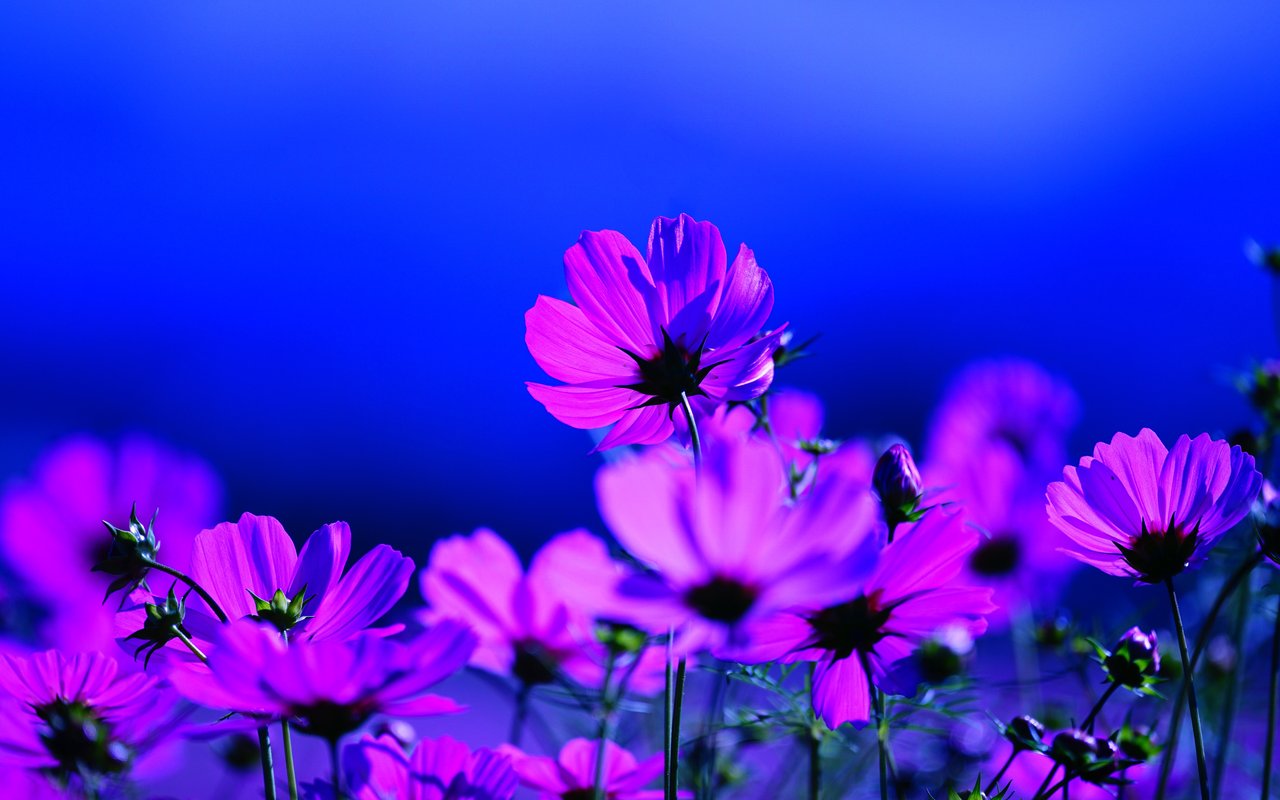 Purple Flowers in Spring Meadow - WXGA_1280 wallpapers in 1280x800 resolution