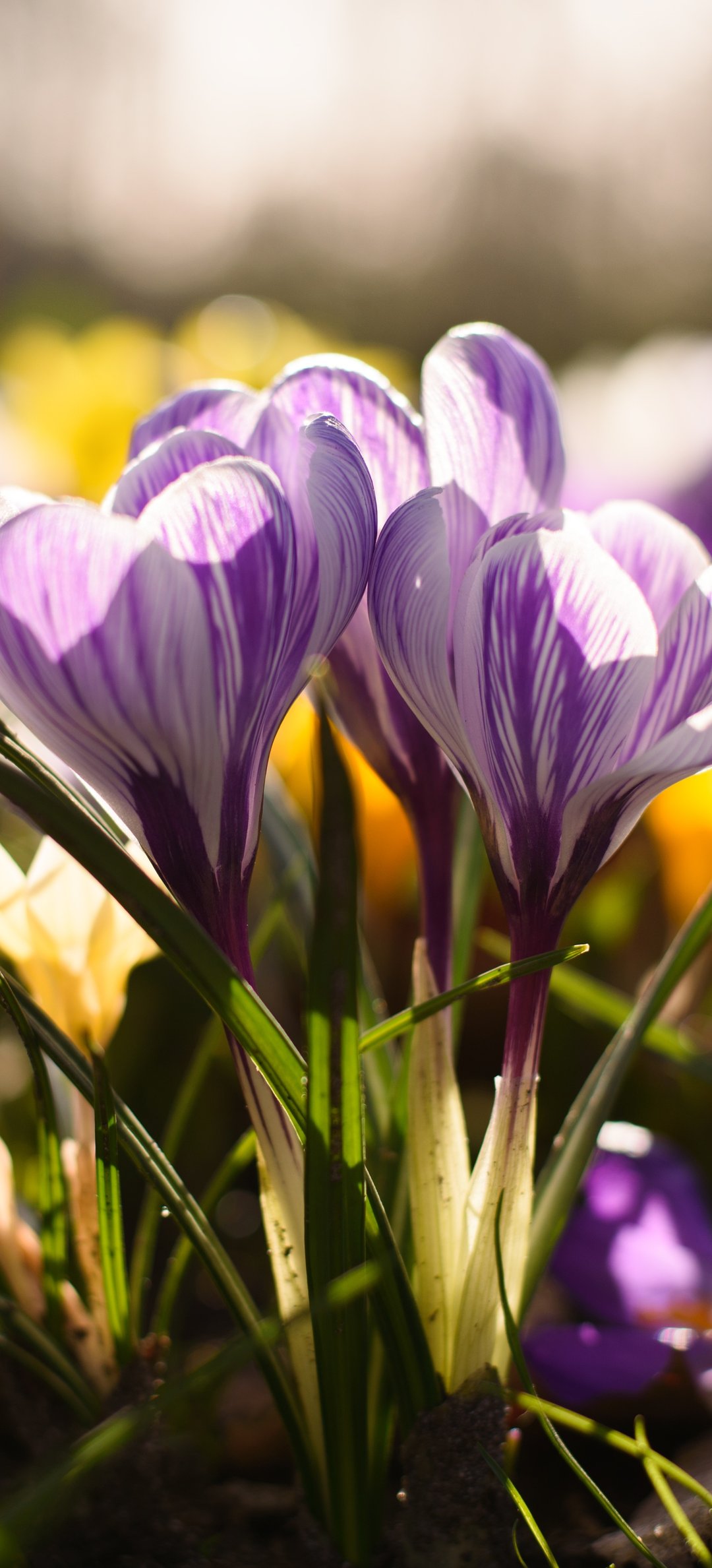 Purple Crocuses in Spring Meadow - Wallpapers for Honor/Huawei in 1080x2376 resolution