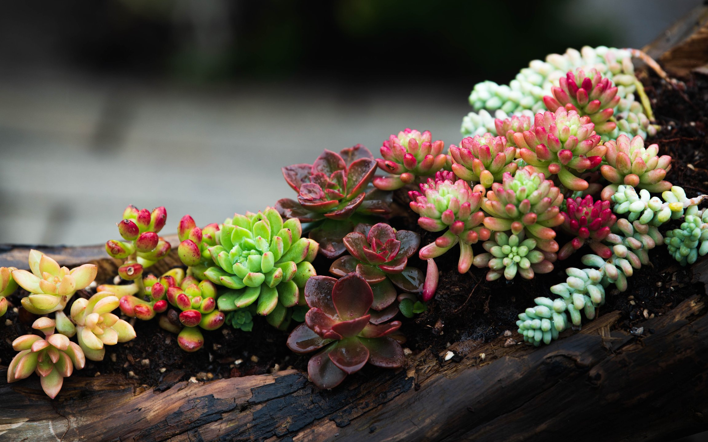 Colorful Succulents on Log - Wallpapers for Apple MacBook 12″ in 2304x1440 resolution