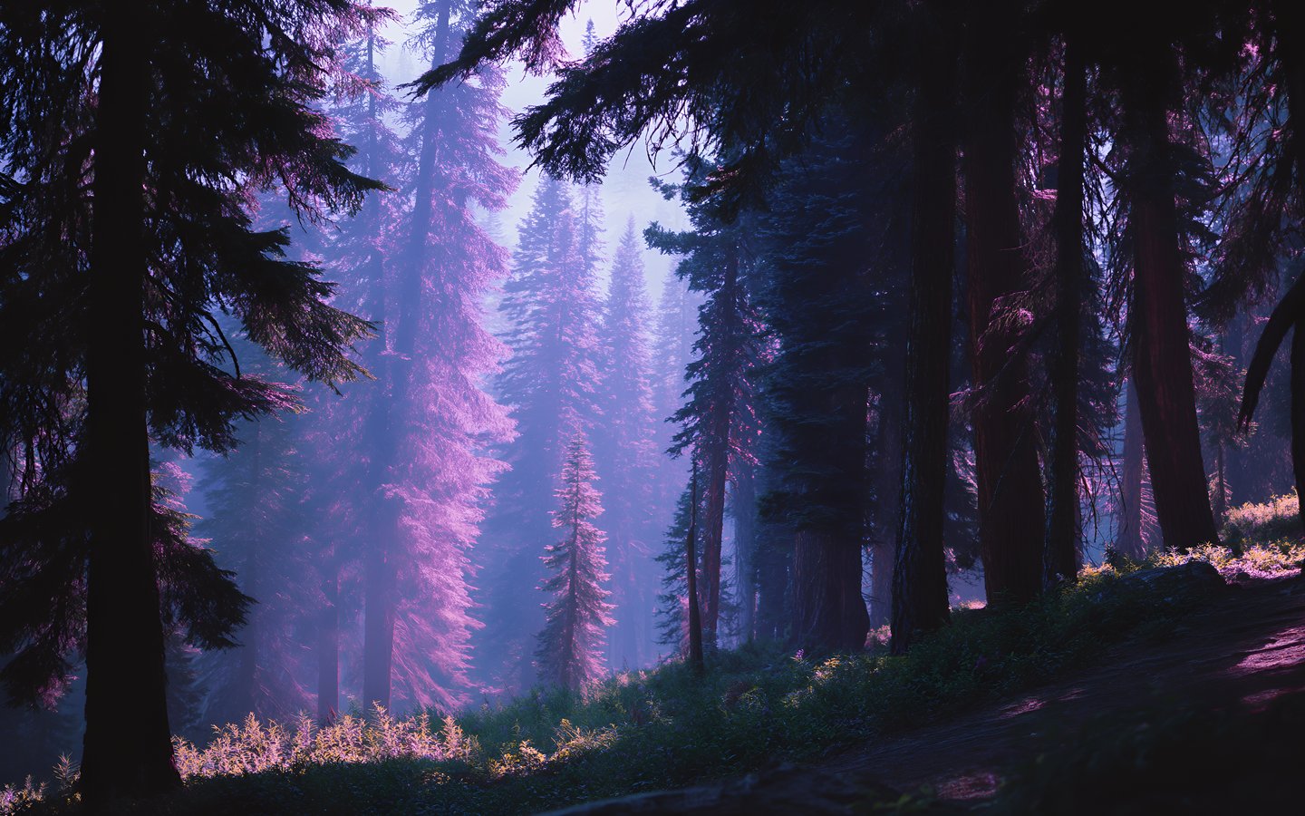 Enchanted Pine Forest Path - WSXGA wallpapers in 1440x900 resolution