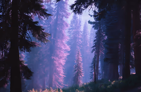 Nature wallpapers: forest, trees, fairy world, pine