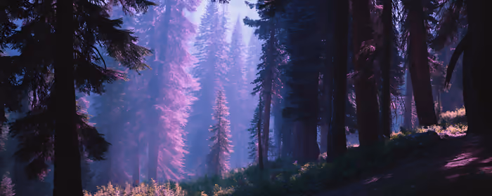 Nature wallpapers: forest, trees, fairy world, pine