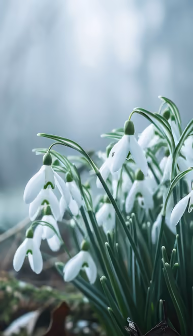 Обои природа: подснежники, лес, весна, цветы