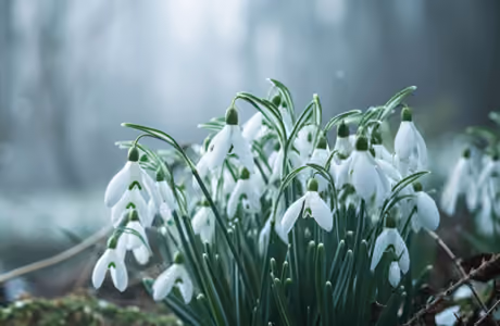 Обои природа: подснежники, лес, весна, цветы