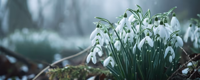 UltraWide 32:9 Cold wallpapers (5120x1440): snowdrops, forest, spring, flowers