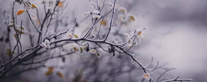 UltraWide 32:9 Cold wallpapers (5120x1440): branch, leaves, frost, spring