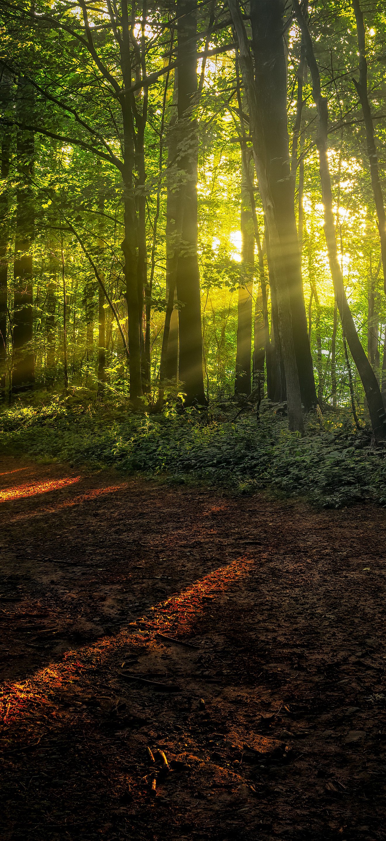 Forest Path with Sunshine Rays - Wallpapers for iPhone 18 Pro Max/17 Pro Max/16 Pro Max in 1320x2868 resolution