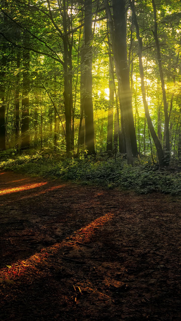 Forest Path with Sunshine Rays - Wallpapers for Samsung/LG in 720x1280 resolution