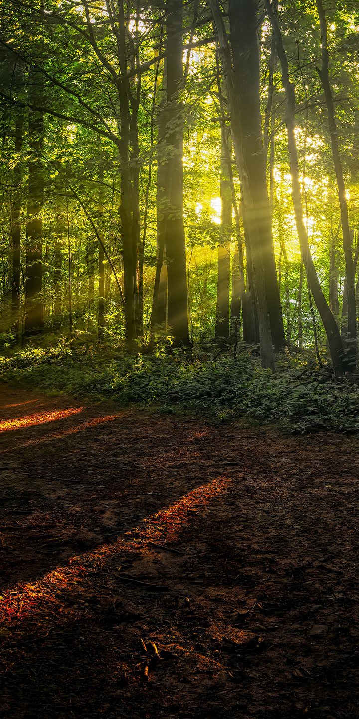 Forest Path with Sunshine Rays - Wallpapers for Samsung Galaxy A03s, Xiaomi Redmi 7A, POCO C3 in 720x1440 resolution
