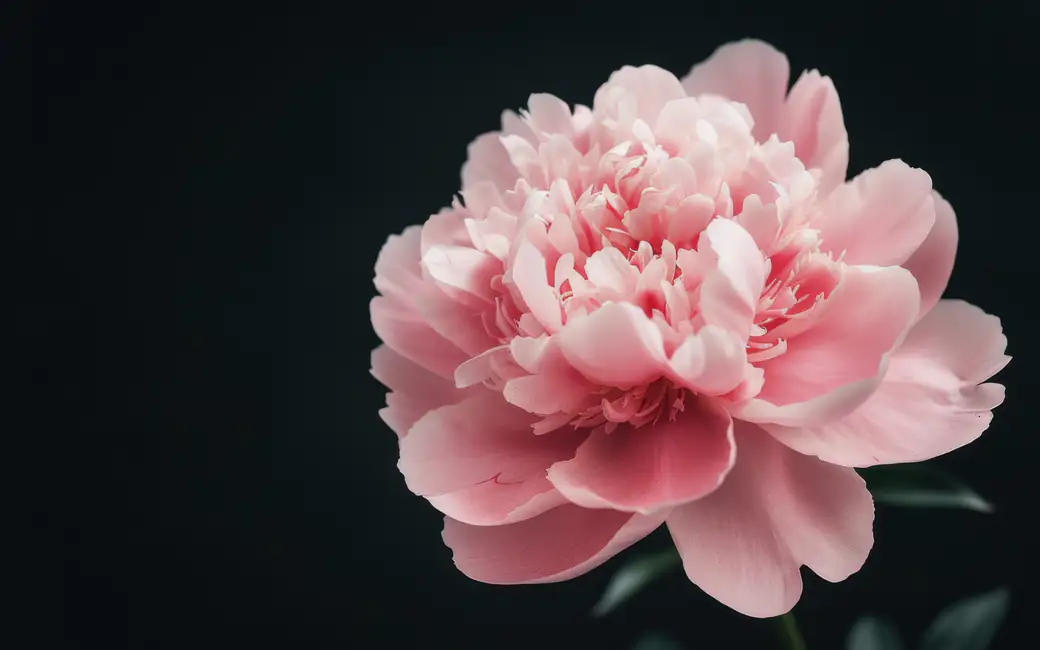 Pink Peony Macro Blossom — desktop and phone wallpaper, free download