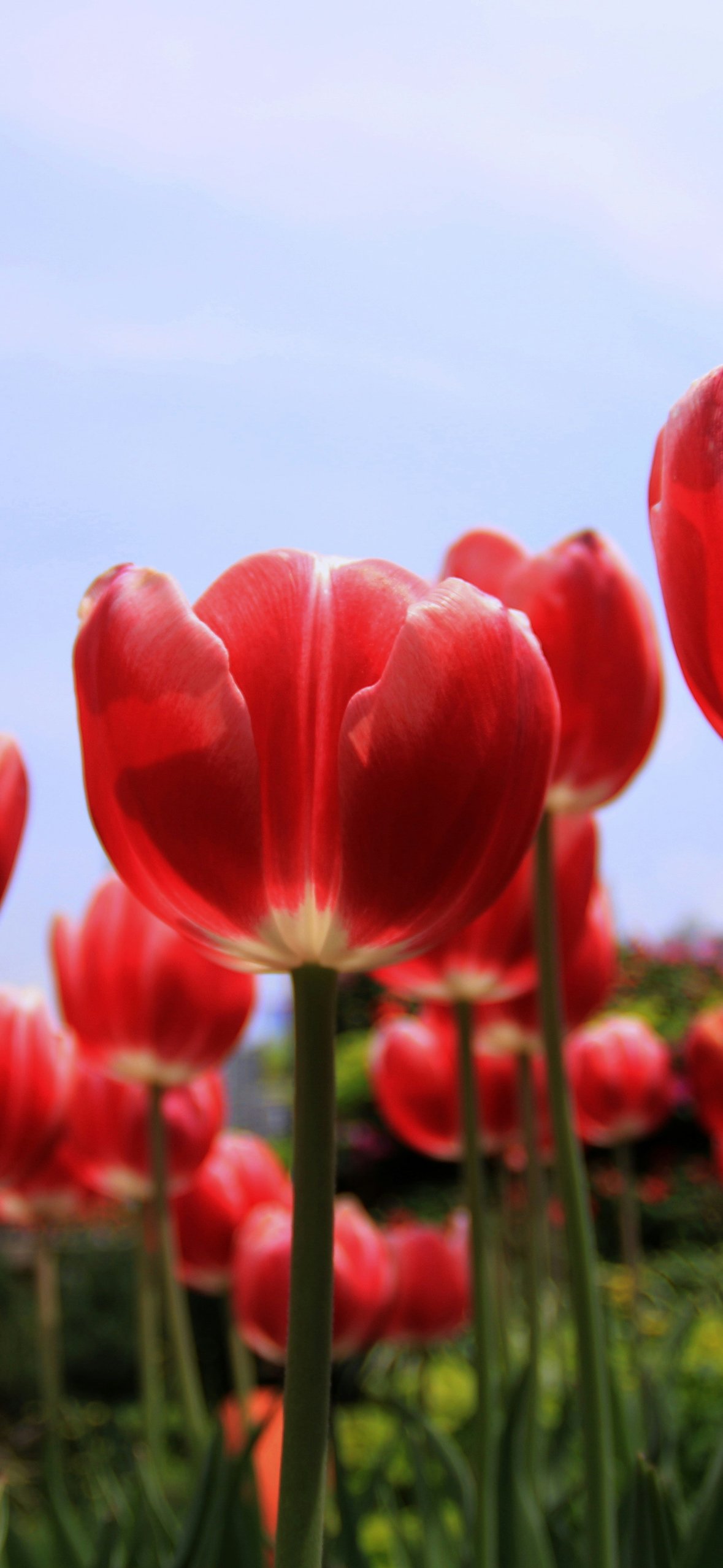 Red tulips in the garden - Wallpapers for iPhone 14 Pro/15 Pro in 1179x2556 resolution