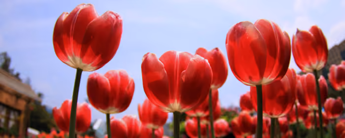 Обои природа: тюльпан, цветы, весна, сад