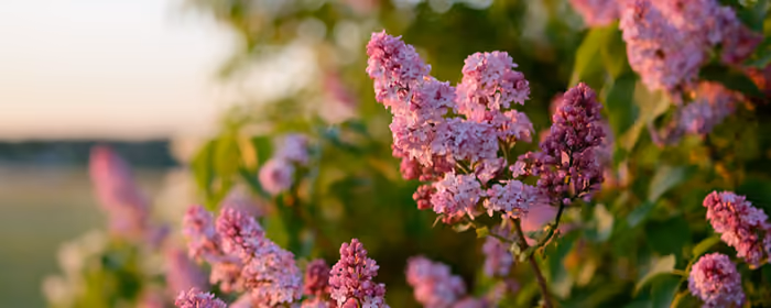 Nature wallpapers: sunset, evening, lilac bush, bush