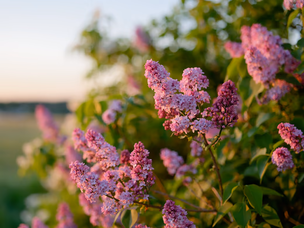 Pink Lilac flowers — desktop and phone wallpaper, free download