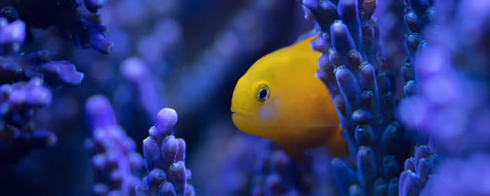 UltraWide 21:9 Fish wallpapers (2560x1080): Anemone, fish, corals, reef