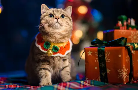 Обои питомец: кошка, подарок, Рождество, уют