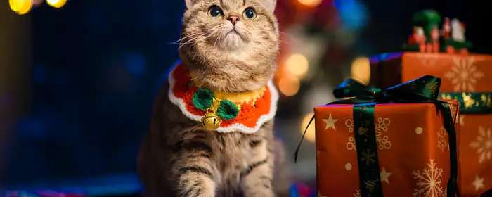 Обои животные: кошка, подарок, Рождество, уют