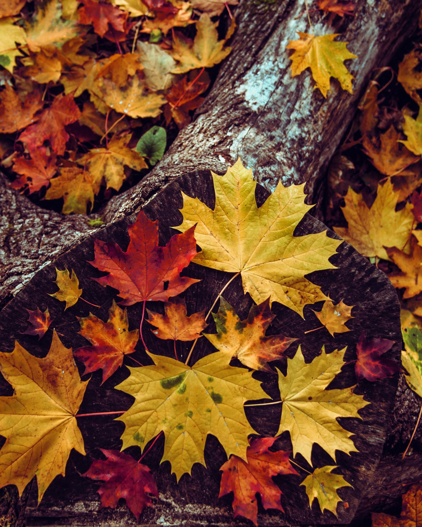 Autumn leaves on the ground in the forest - Wallpapers for Samsung Galaxy Z Fold 2/3 in 1768x2208 resolution