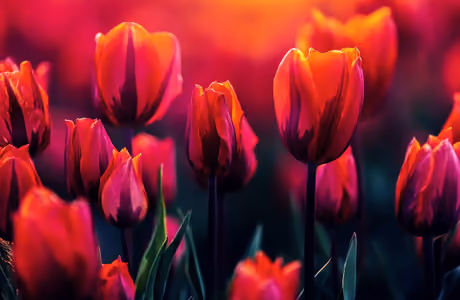 5K Tulips wallpapers (5120x2880): tulip, field, sunset, evening
