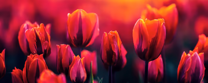 Nature wallpapers: tulip, field, sunset, evening