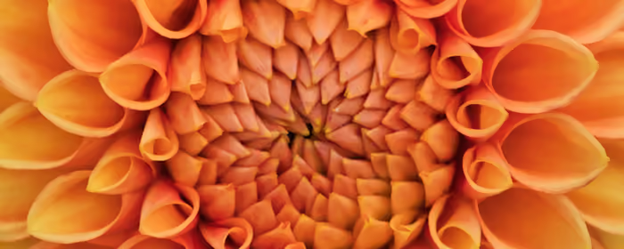 5K2K UltraWide 21:9 wallpapers (5120x2160): dahlia, flowers, petals, macro