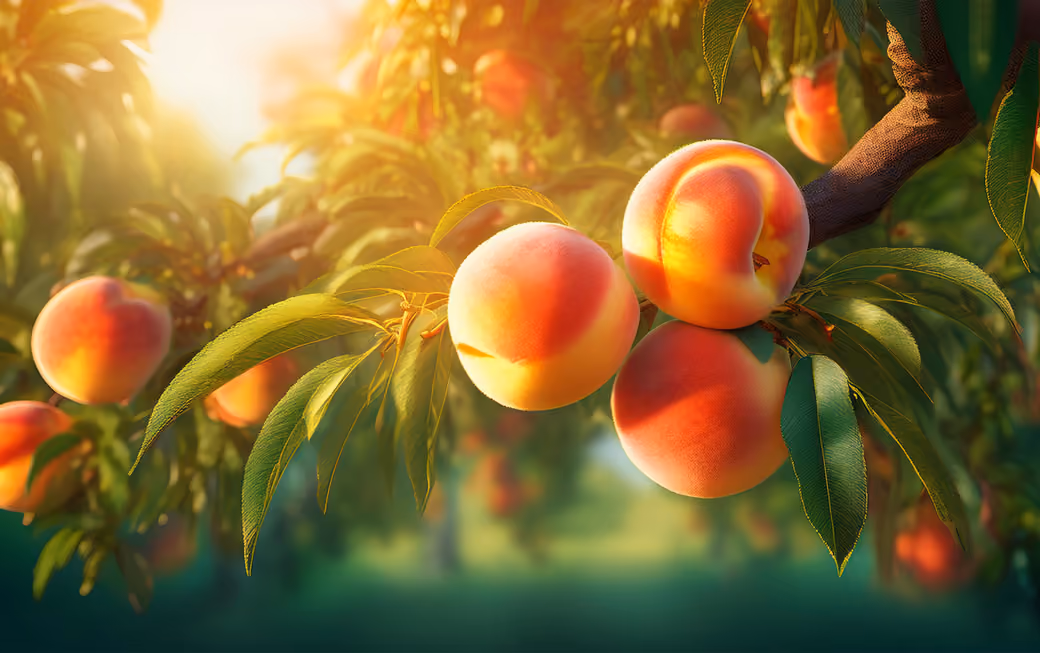 Ripe peaches on tree branch - Wallpapers for Samsung Galaxy Tab in 1920x1920 resolution