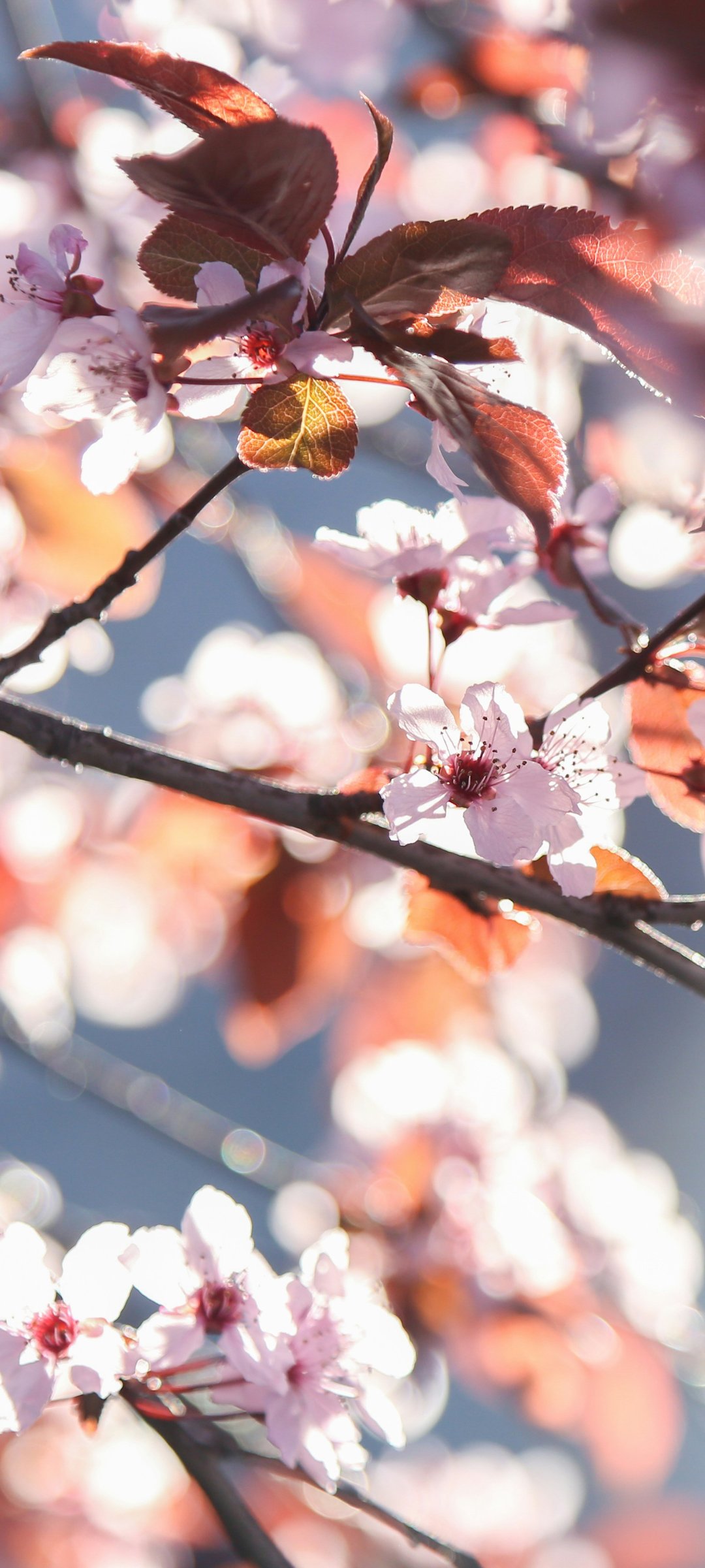 Cherry blossoms with red leaves - Wallpapers for Samsung Galaxy M55, POCO M4/X4/X5, Xiaomi Redmi 12/13/Note 13/Note 14/Note 14S in 1080x2400 resolution