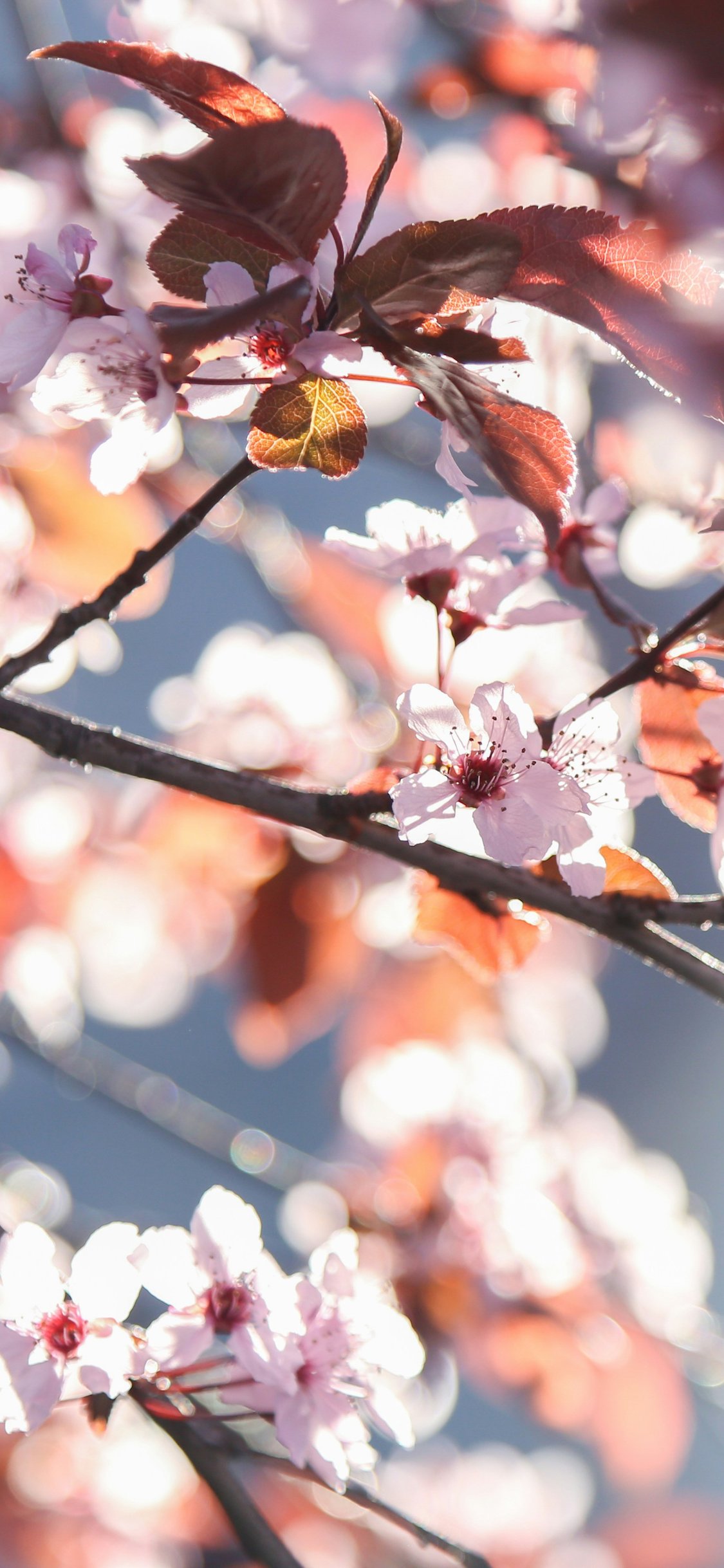 Cherry blossoms with red leaves - Wallpapers for iPhone X/XS/11 Pro in 1125x2436 resolution