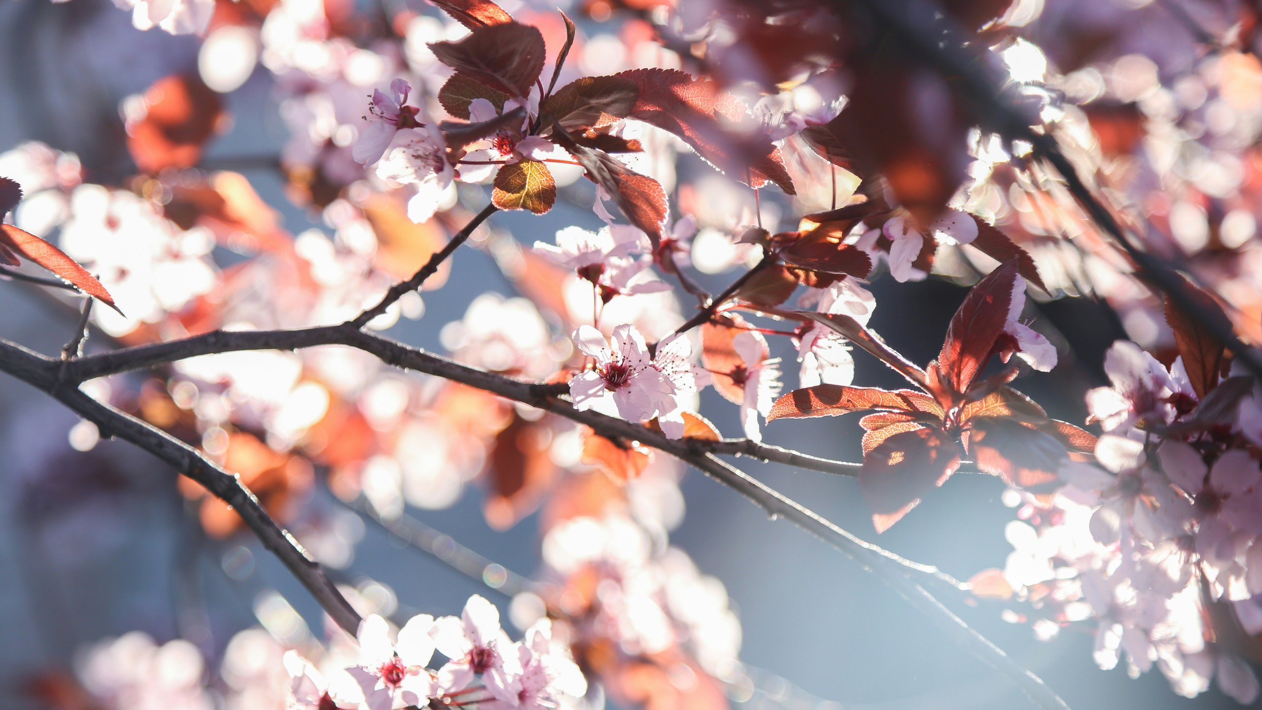 Cherry blossoms with red leaves - 2K Quad HD wallpapers in 2560x1440 resolution