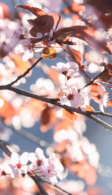 Nature wallpapers: cherry blossoms, sakura, flowers, leaves