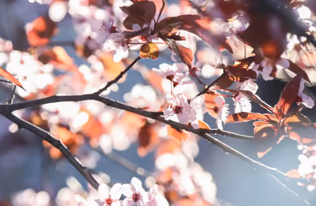 Nature wallpapers: cherry blossoms, sakura, flowers, leaves
