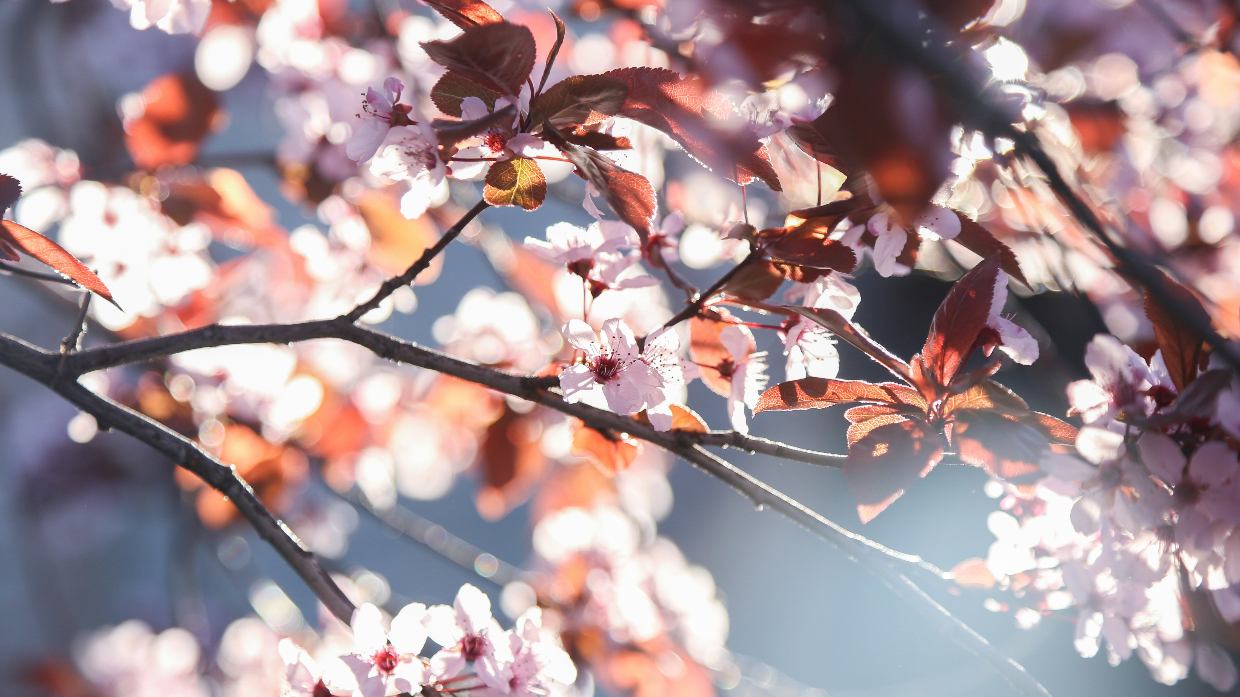 Cherry blossoms with red leaves - 5K wallpapers in 5120x2880 resolution