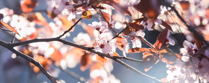 UltraWide 32:9 wallpapers (3840x1080): cherry blossoms, sakura, flowers, leaves
