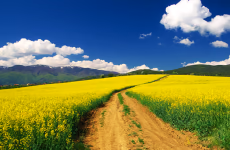 Nature wallpapers: summer, meadow, flowers, field
