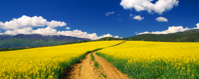 Nature wallpapers: summer, meadow, flowers, field