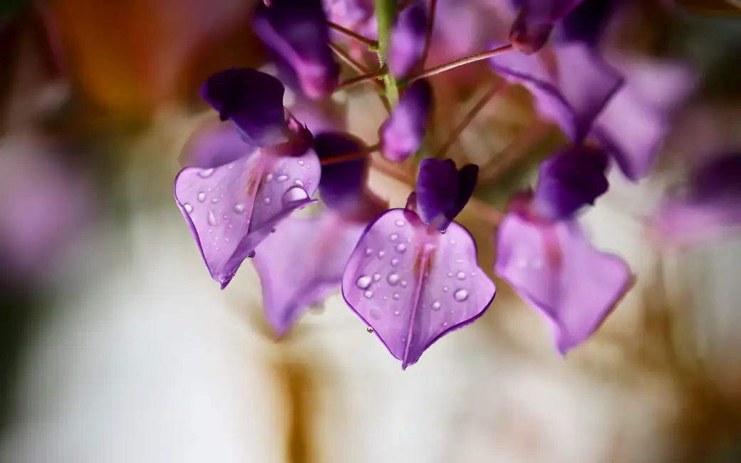 Wisteria Branch with Dewy Flowers — desktop and phone wallpaper, free download