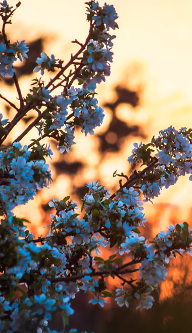 Nature wallpapers: sakura, branch, sunset, evening