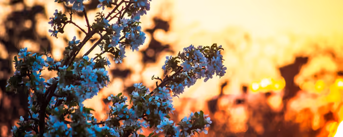 Nature wallpapers: sakura, branch, sunset, evening