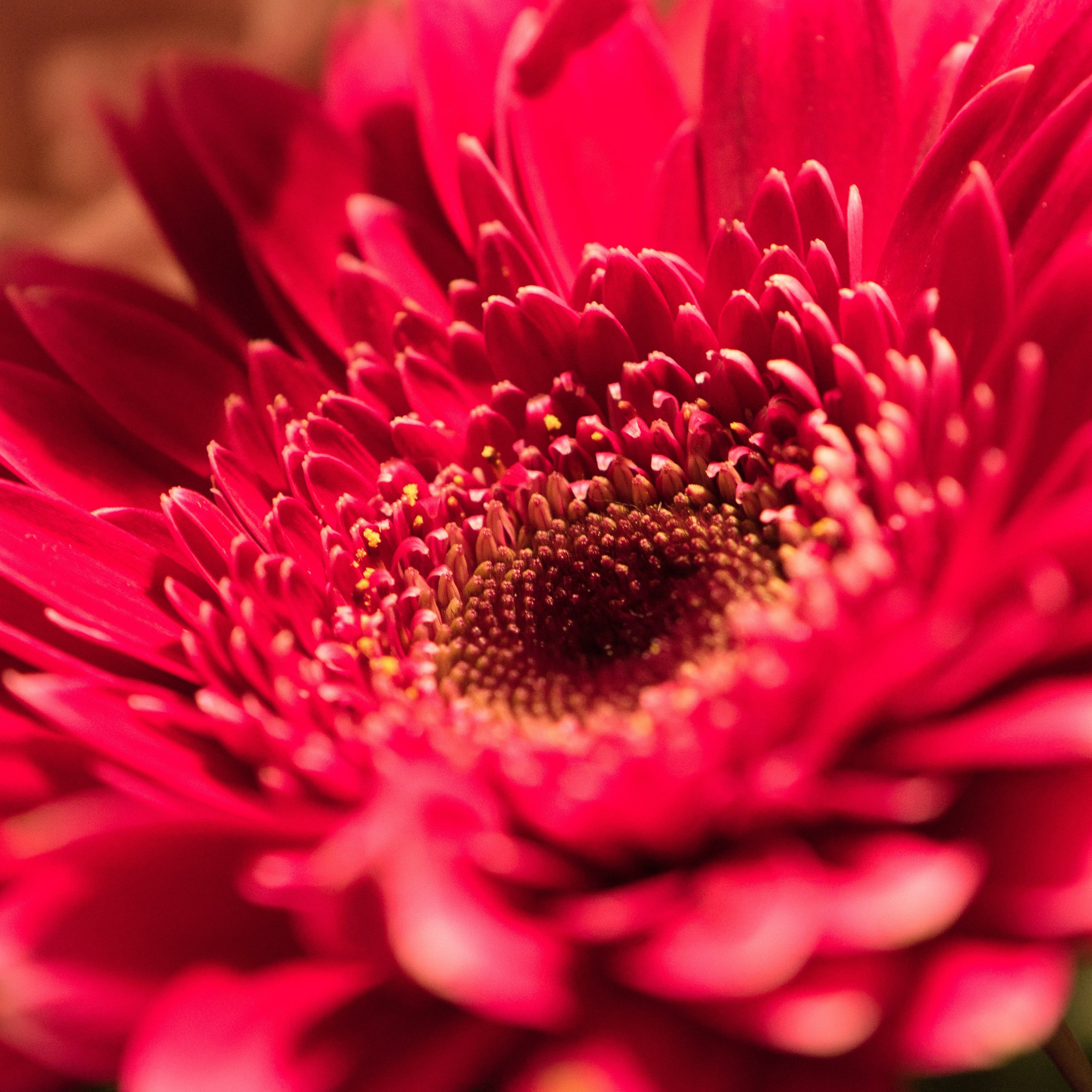 Red Gerbera Close-Up - Wallpapers for iPad Pro 12.9″ in 2732x2732 resolution