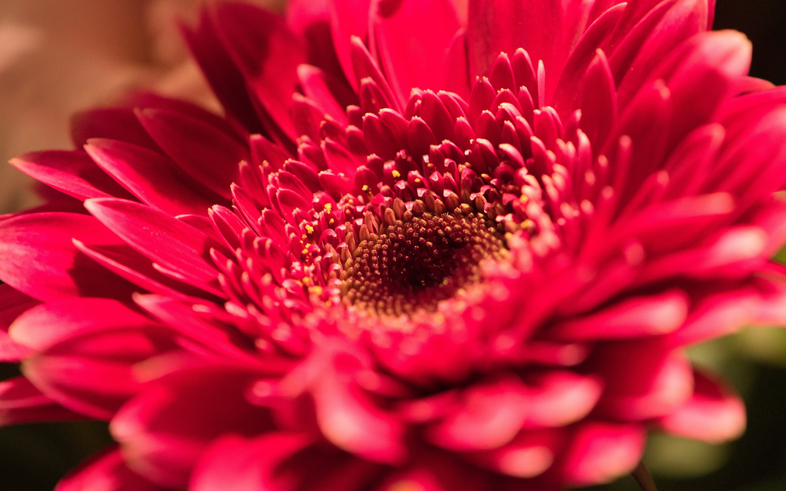 Red Gerbera Close-Up - Wallpapers for Apple MacBook 16″ in 3072x1920 resolution